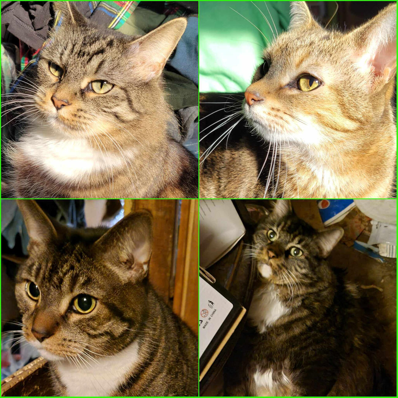 Woodpile Brat Pack